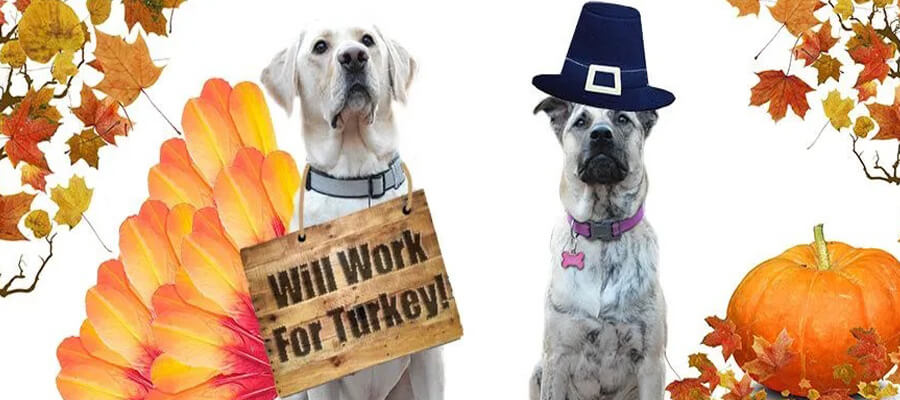  How to Include Your Dog in Thanksgiving Celebrations